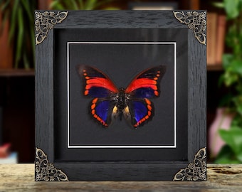 Prepona Praeneste Butterfly From Peru in Box Frame - Etsy