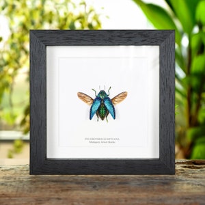 Malagasy Jewel Beetle In Box Frame (Polybothris sumptuosa)