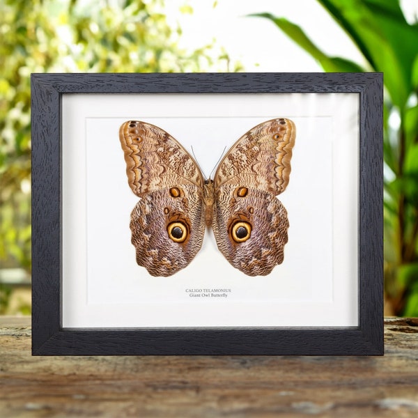 Mariposa búho gigante en marco de caja (Caligo telamonius)