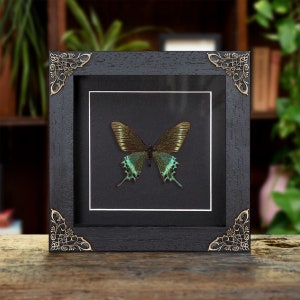Alpine Black Swallowtail Spring Form (Papilio maackii spring form)