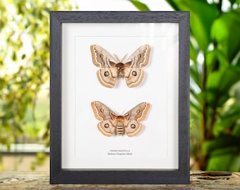 Hutton's Emperor Moth Male &amp; Female Pair In Box Frame (Neoris shadulla)