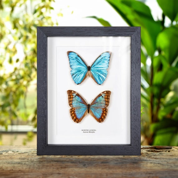 Aurora Morpho Butterfly Male & Female Pair in Box Frame (morpho