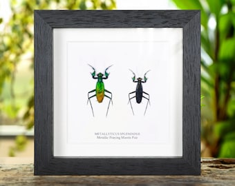 Metallic Praying Mantis Pair In Box Frame (Metallyticus splendidus)