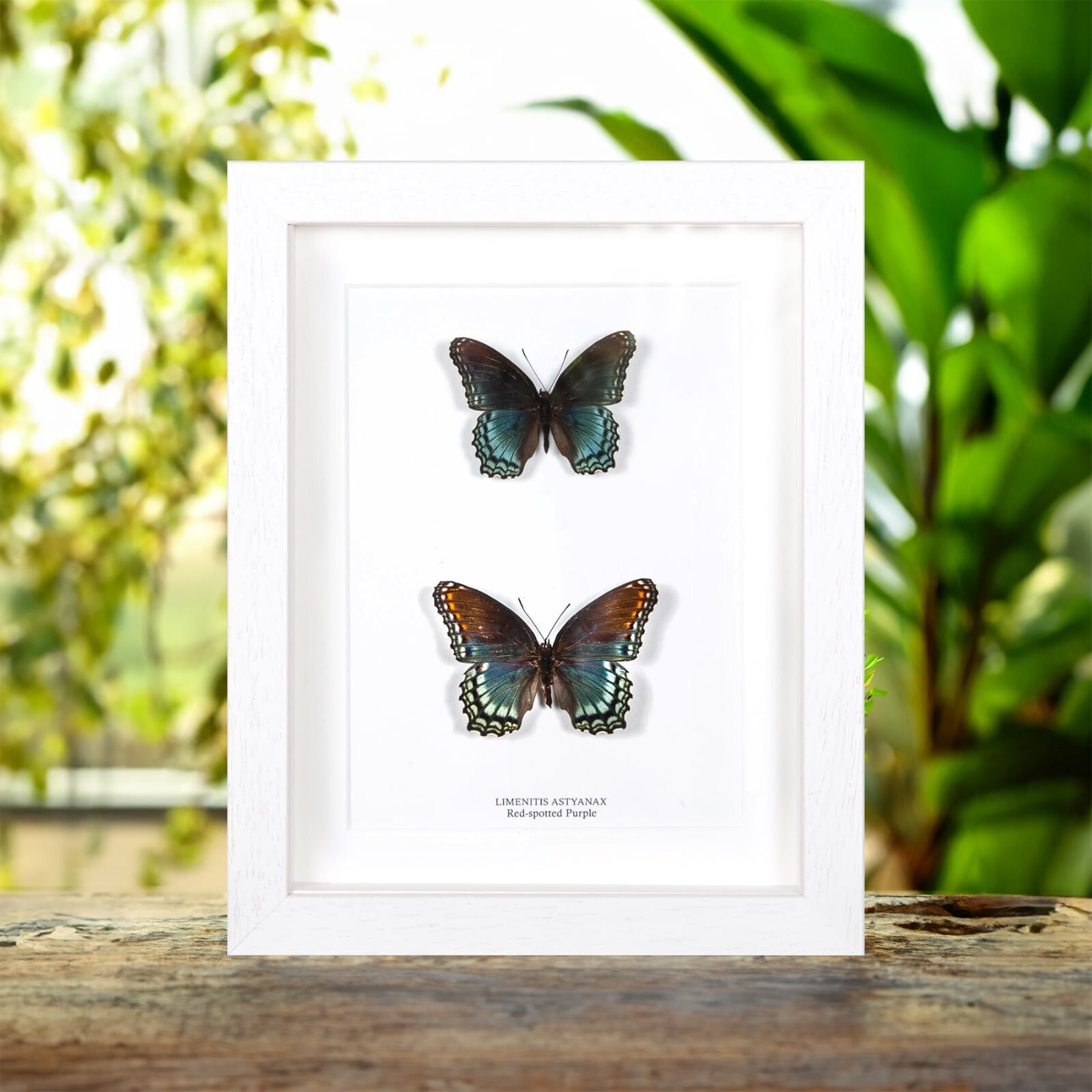 Red-spotted Purple Butterfly Male & Female Pair in Box Frame