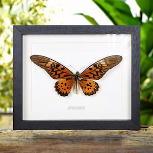 Giant African Swallowtail Butterfly In Box Frame (Papilio antimachus)