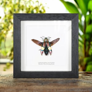 Metallic Wood-boring Beetle In Box Frame (Chrysochroa saundersi)