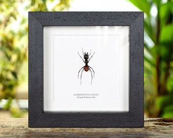 Giant Forest Ant in Box Frame (Camponotus gigas)