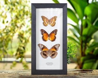 The Red Lacewing Butterfly Trio In Box Frame (Cethosia biblis, biblis amboinensis &amp; chrysippe cydippe)