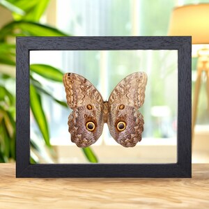 Giant Owl Butterfly In Clear Glass Box Frame (Caligo telamonius)