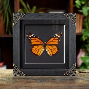 Monarch Butterfly in Baroque Style Box Frame