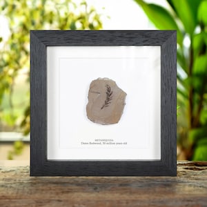 May include: A framed fossil of a Metasequoia Dawn Redwood, 50 million years old. The fossil is a dark brown color and is set against a white background. The frame is black.