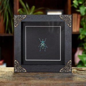 Blue Weevil In Baroque Style Frame (Eupholus linnei)
