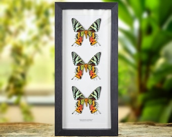 Triple Madagascan Sunset Moth Ventral Side (Chrysiridia rhipheus)