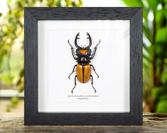 Stag Beetle In Box Frame (Odontolabis lacordairei)