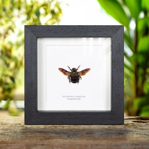Carpenter Bee In Box Frame (Xylocopa caerulea)