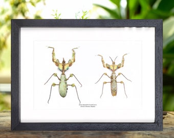 Pareja de mantis religiosa (macho y hembra) en un marco de caja (Idolomantis diabolica)