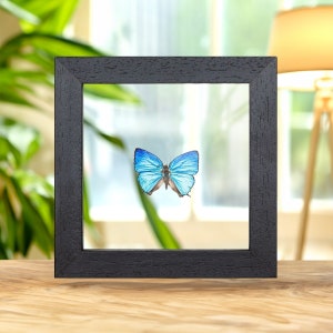 Arhopala araxes In Clear Glass Box Frame From Sulawesi