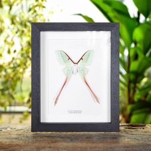 Female Chinese Moon Moth in Box Frame (Actias dubernardi)