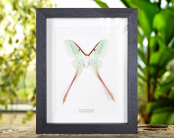 Female Chinese Moon Moth In Box Frame (Actias dubernardi)