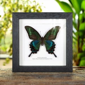 Alpine Black Swallowtail Summer Form (Papilio maackii summer form)