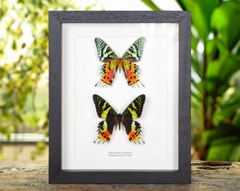Double Madagascan Sunset Moth (Chrysiridia rhipheus)