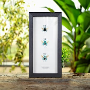 May include: A framed display of three preserved insects with iridescent blue-green wings and black markings. The insects are arranged vertically in a black frame with a white background. The text "EUPRILUS CHEVRALAT  HETEROCERA (MOTHS)  LINNAEUS (1758)" is printed at the bottom of the frame.