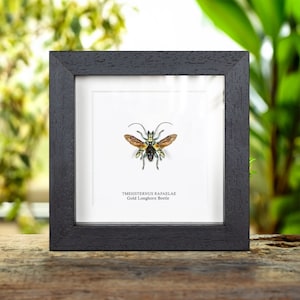 Gold Longhorn Beetle In Box Frame (Tmesisternus rafaelae)