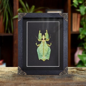 Giant Leaf Insect In Baroque Style Frame