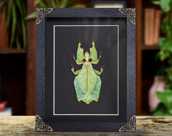 Giant Leaf Insect in Baroque Style Box Frame