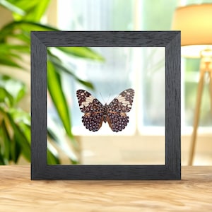 The Red Cracker Butterfly in Clear Glass Frame (Hamadryas amphinome mexicana)