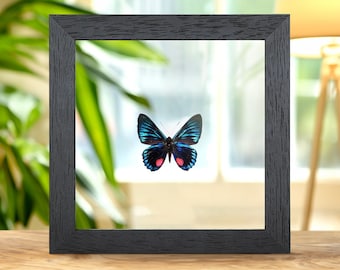 Necyria duellona Butterfly In Clear Glass Frame