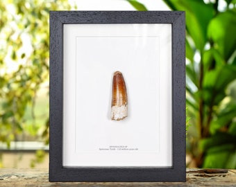 Spinosaur Dinosaur Tooth Fossil Large (Spinosaurus sp)