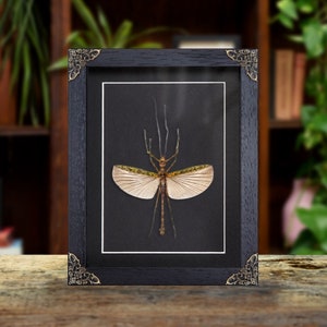 Black &amp; Green Phasma Stick Insect In Baroque Style Frame (Aschiphasma annulipes)