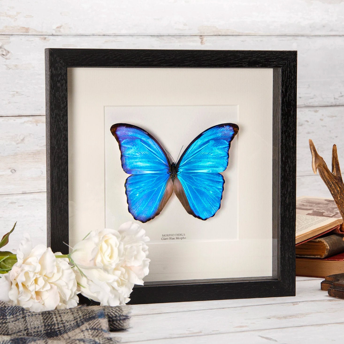 Butterfly Frame - Etsy