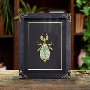 Walking Leaf Insect In Baroque Style Frame (Phyllium letiranti)