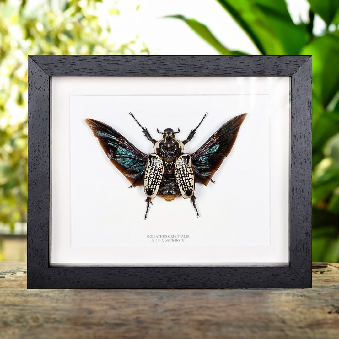 Giant Goliath Beetle in Box Frame goliathus Orientalis - Etsy