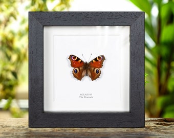 The Peacock Butterfly in Box Frame (Aglais io)