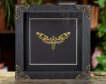 Army Moth In Baroque Style Frame