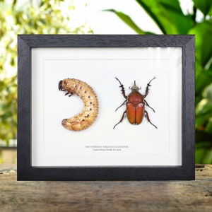 Giant Flower Beetle &amp; Larvae In Box Frame (mecynorhina torquata ugandensis)