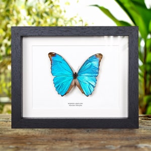 Morpho Absoloni - Etsy