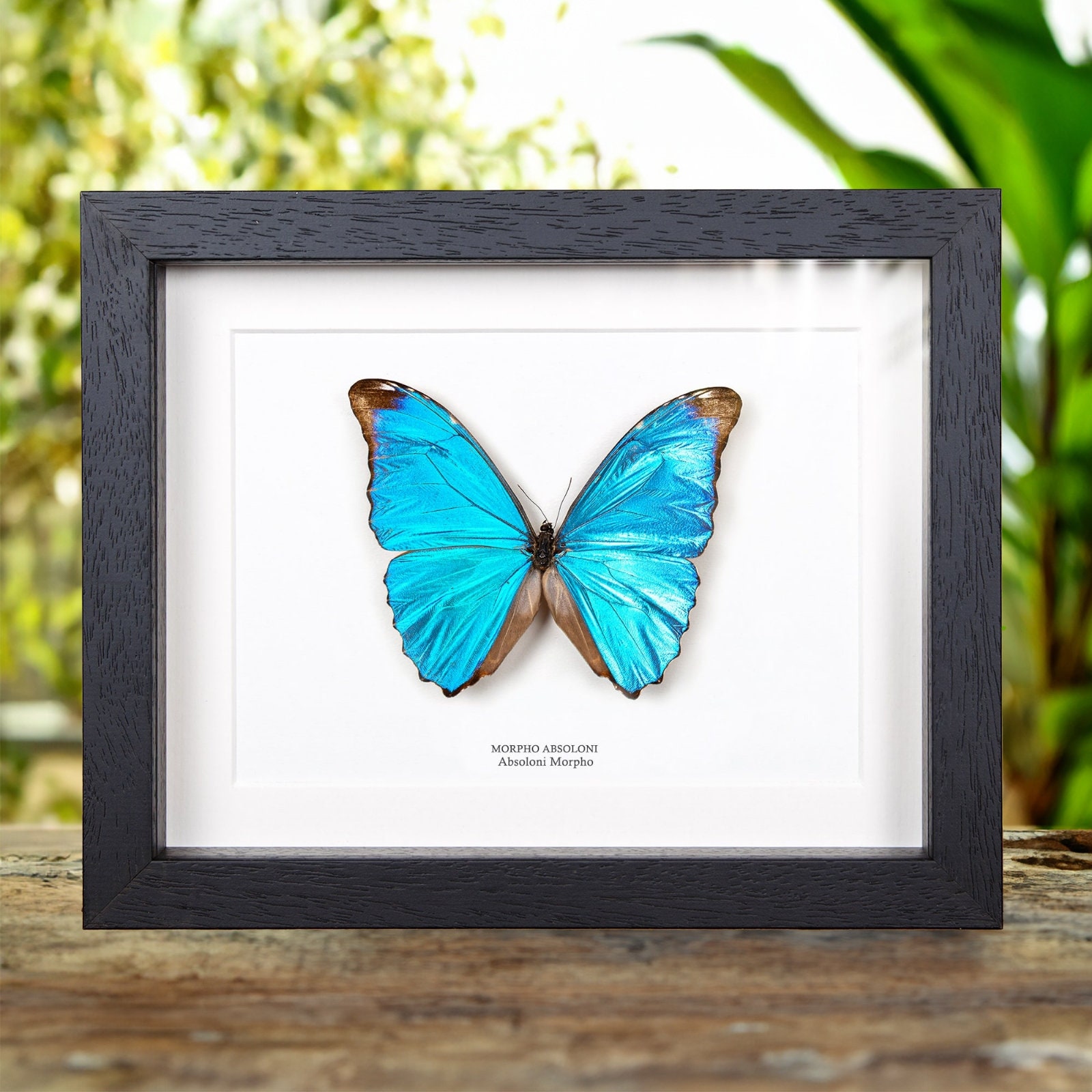 Morpho Absoloni - Etsy