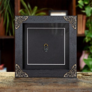 Scarab Beetle In Baroque Style Frame (Euchroea ripheus)