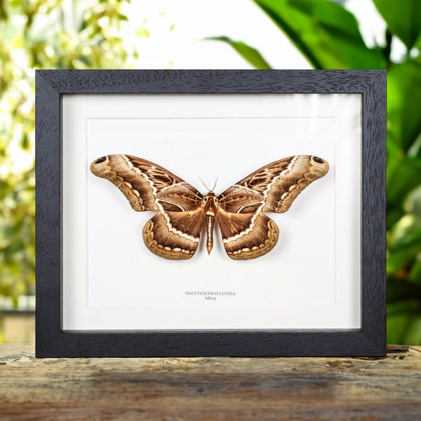 Dactyloceras lucina From Africa in Box Frame