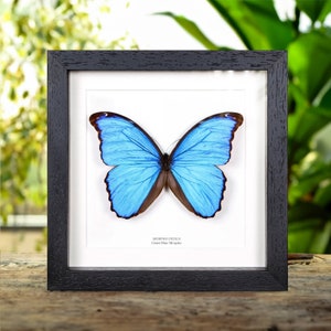 May include: A framed specimen of a Morpho didius butterfly, also known as the Giant Blue Morpho. The butterfly has vibrant blue wings with dark brown borders and is displayed on a white background with the scientific name and common name printed below.