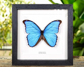 Puede incluir: Un espécimen enmarcado de una mariposa Morpho didius, también conocida como Morpho azul gigante. La mariposa tiene alas de color azul vibrante con bordes marrones oscuros y se muestra sobre un fondo blanco con el nombre científico y el nombre común impresos debajo.