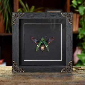 Green-banded Jewel Beetle In Baroque Style Frame (Catoxantha opulenta)