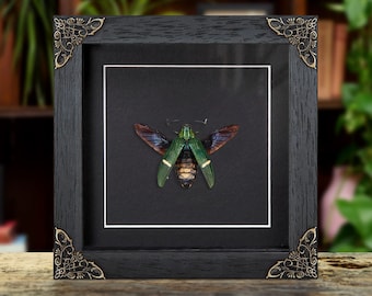 Green-banded Jewel Beetle In Baroque Style Frame (Catoxantha opulenta)