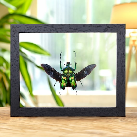 Four Spot Flower Beetle With Wings Spread in Clear Glass Box Frame
