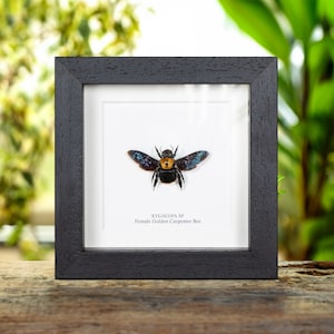 Female Golden Carpenter Bee In Box Frame (Xylocopa sp)