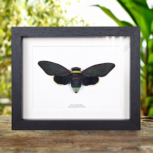Giant Rainforest Cicada In Box Frame (Tacua speciosa)